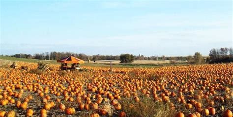 sever's corn maze mn|severs pumpkin patch shakopee mn.